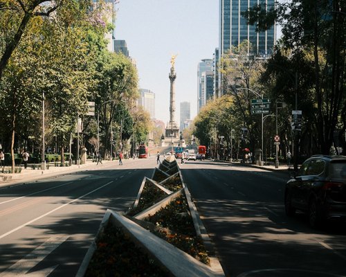 Calm morning street in Mexico City with trees and soft sunlight